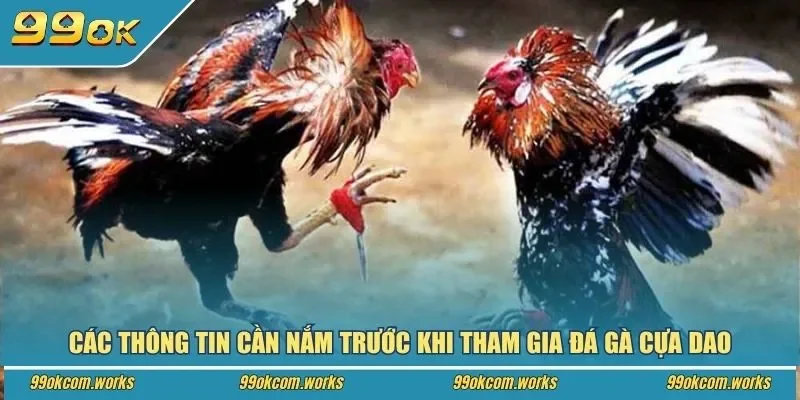 Các thông tin cần nắm trước khi tham gia đá gà cựa dao