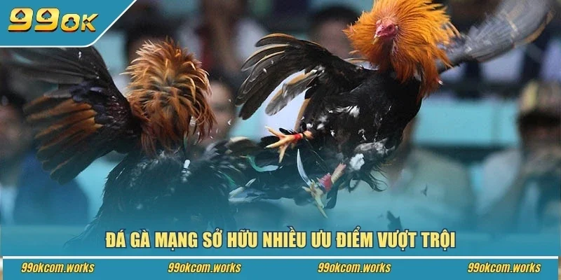 Đá gà mạng sở hữu nhiều ưu điểm vượt trội